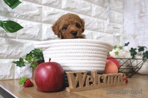 成約済の滋賀県のトイプードル-145278の5枚目