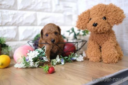 成約済の滋賀県のトイプードル-145278の3枚目