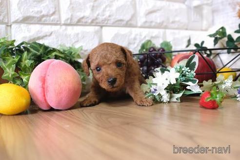 成約済の滋賀県のトイプードル-145278の2枚目