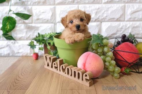 成約済の滋賀県のトイプードル-145279の1枚目