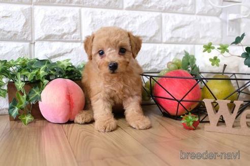 成約済の滋賀県のトイプードル-145279の5枚目