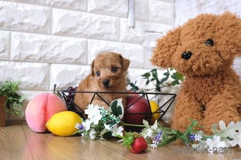 成約済の滋賀県のトイプードル-145279の3枚目