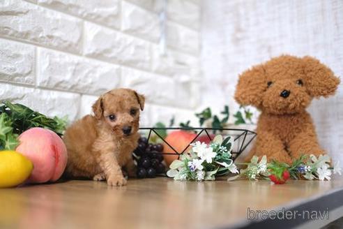 成約済の滋賀県のトイプードル-145279の2枚目