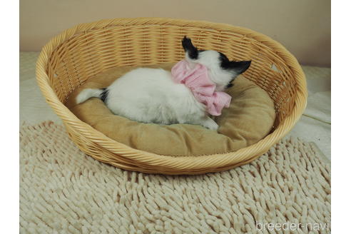 成約済の埼玉県のチワワ(ロングコート)-144359の5枚目