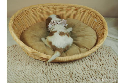 成約済の埼玉県のキャバリアキングチャールズスパニエル-146095の3枚目