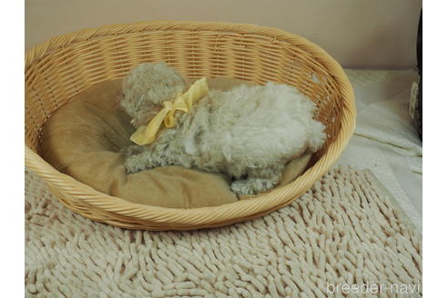 成約済の埼玉県のトイプードル-146074の2枚目