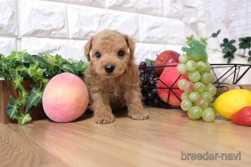成約済の滋賀県のトイプードル-145643の1枚目