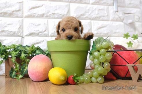 成約済の滋賀県のトイプードル-145643の5枚目