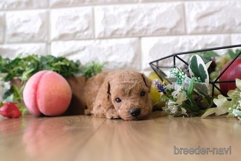 成約済の滋賀県のトイプードル-145643の3枚目