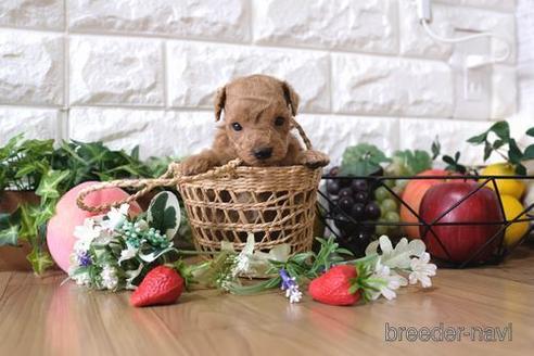 成約済の滋賀県のトイプードル-145643の2枚目