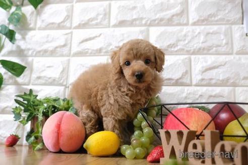 成約済の滋賀県のトイプードル-145645の1枚目