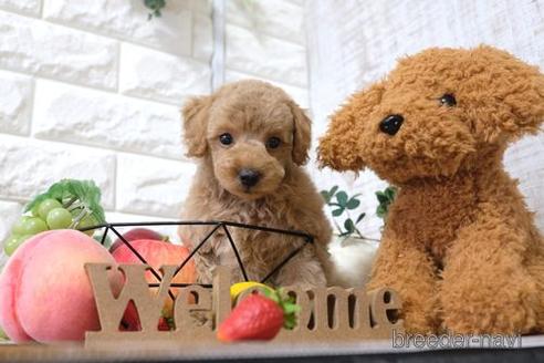 成約済の滋賀県のトイプードル-145645の5枚目