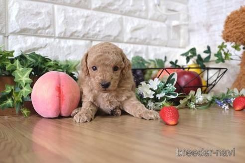 成約済の滋賀県のトイプードル-145645の2枚目