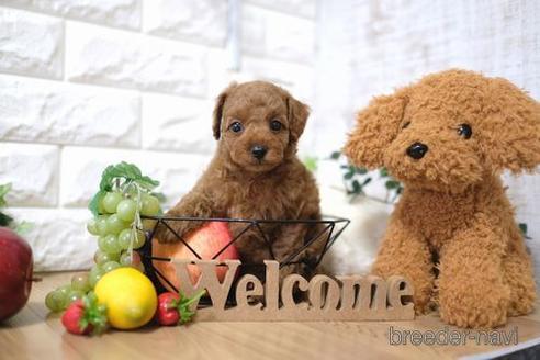 成約済の滋賀県のトイプードル-145648の1枚目