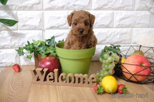 成約済の滋賀県のトイプードル-145648の5枚目