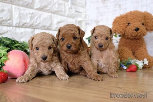 成約済の滋賀県のトイプードル-145648の4枚目