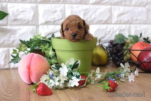 成約済の滋賀県のトイプードル-145648の3枚目