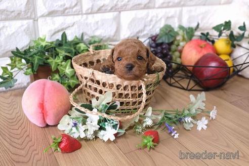 成約済の滋賀県のトイプードル-145648の2枚目