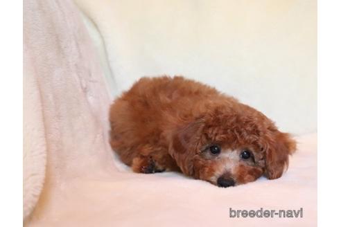 子犬