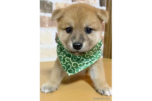 成約済の茨城県の豆柴-146969の4枚目