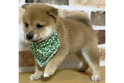 成約済の茨城県の柴犬-146964の1枚目