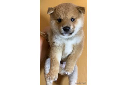 成約済の茨城県の柴犬-146964の3枚目