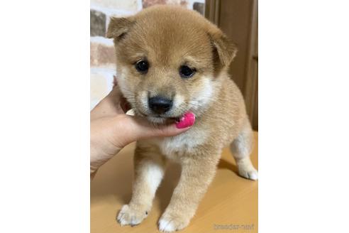 成約済の茨城県の柴犬-146964の4枚目