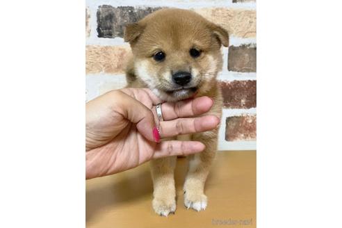 成約済の茨城県の柴犬-146964の5枚目