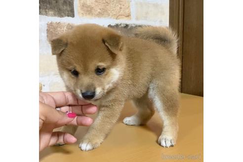 成約済の茨城県の柴犬-146964の2枚目