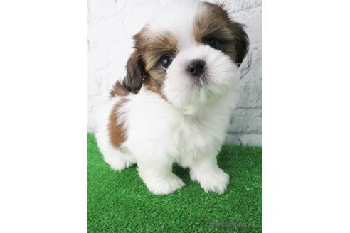 成約済の大阪府のシーズー-147044