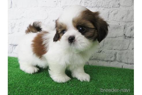 成約済の大阪府のシーズー-147044の6枚目