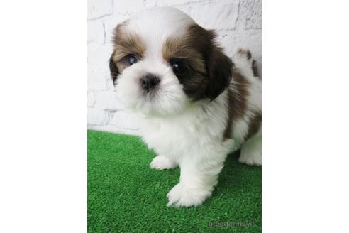 成約済の大阪府のシーズー-147044の5枚目