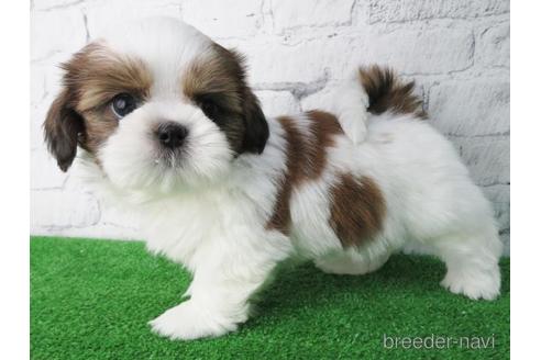 成約済の大阪府のシーズー-147044の4枚目