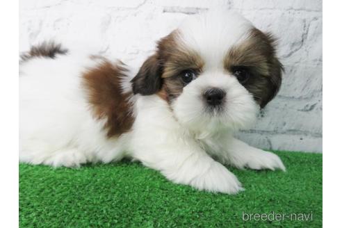 成約済の大阪府のシーズー-147044の3枚目