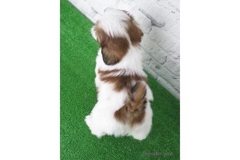 成約済の大阪府のシーズー-147044の2枚目