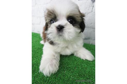 成約済の大阪府のシーズー-147046の1枚目