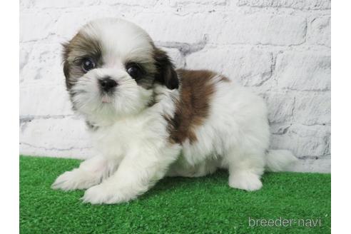 成約済の大阪府のシーズー-147046の6枚目