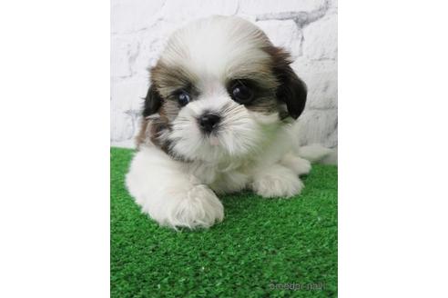 成約済の大阪府のシーズー-147046の5枚目