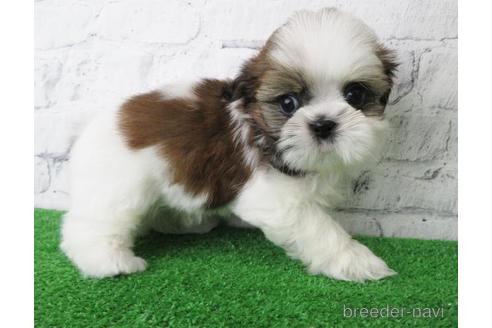 成約済の大阪府のシーズー-147046の4枚目