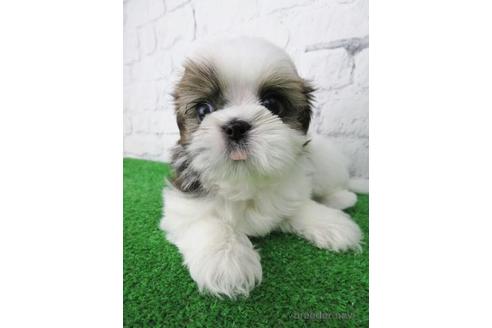 成約済の大阪府のシーズー-147046の3枚目