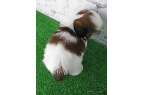 成約済の大阪府のシーズー-147046の2枚目