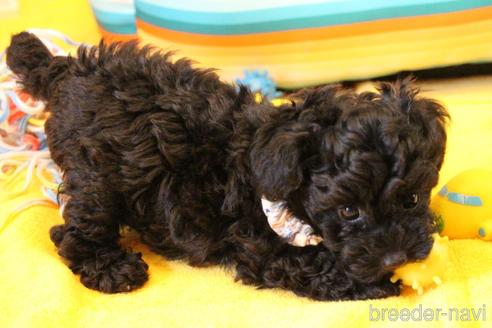 成約済の愛知県のトイプードル-140934の3枚目