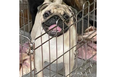 成約済の香川県のパグ-147074の1枚目