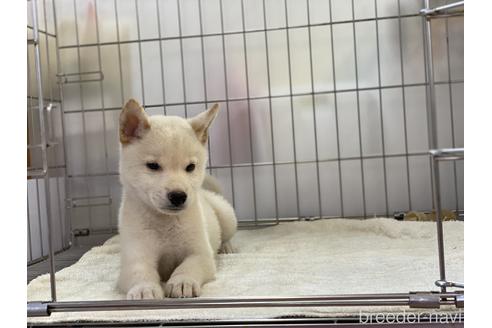 成約済の岡山県の柴犬-140419の4枚目