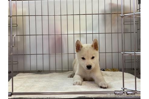 成約済の岡山県の柴犬-140419の3枚目