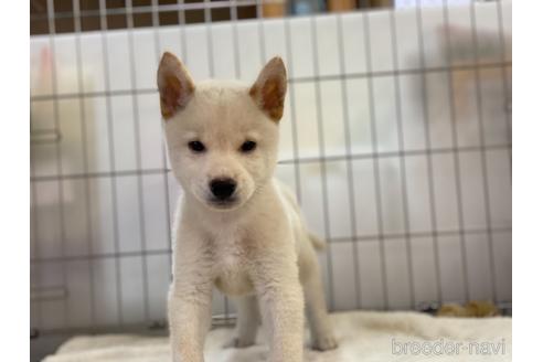 成約済の岡山県の柴犬-140419の2枚目
