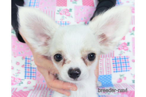 成約済の千葉県のチワワ(ロングコート)-141437の4枚目