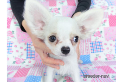 成約済の千葉県のチワワ(ロングコート)-141437の3枚目