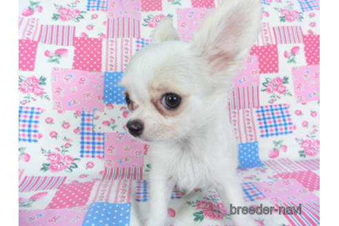 成約済の千葉県のチワワ(ロングコート)-141437