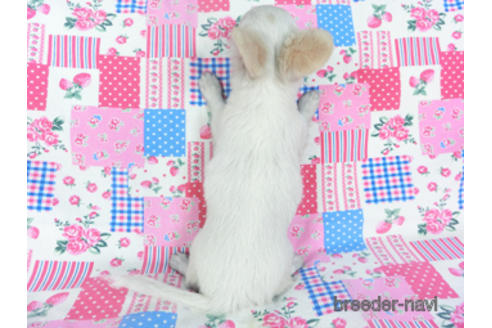 成約済の千葉県のチワワ(ロングコート)-141437の2枚目